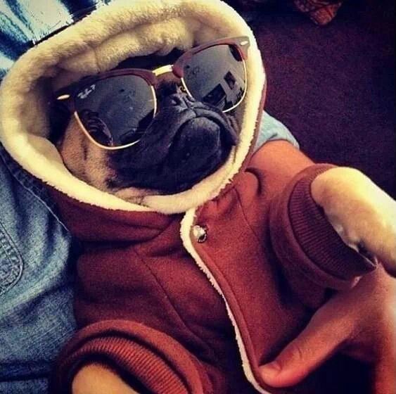 relaxed-pug-sunglasses